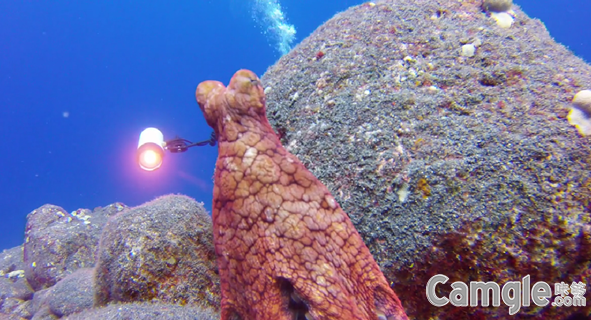 章鱼与摄影师玩水下捉迷藏
