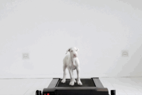 跑步机上的小狗