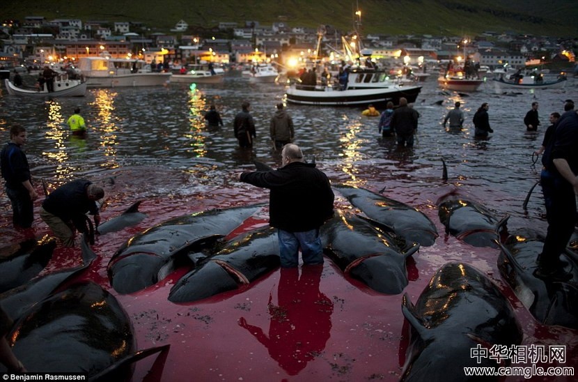 “血染的海湾” 拍摄法罗群岛年度捕鲸活动