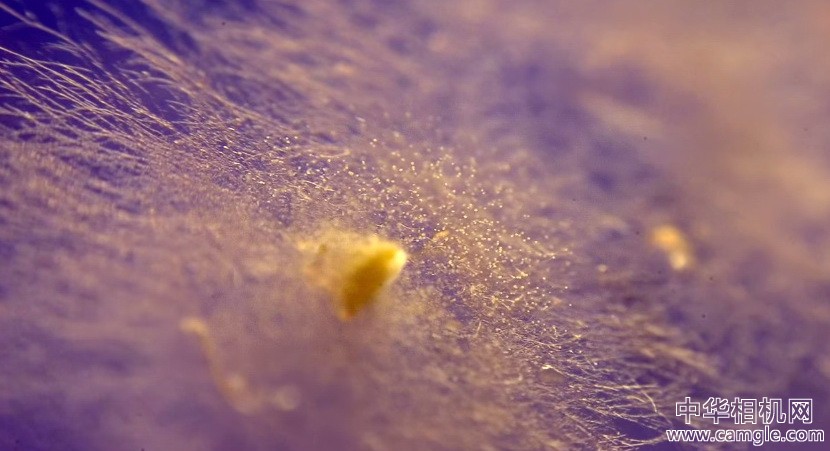 Timelapse 微距拍摄霉菌的真实美态