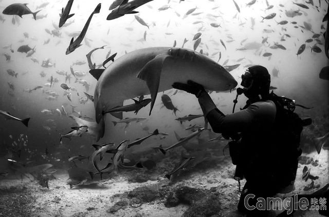 用镜头探索水下世界，5位你不可不认识的华人水下摄影师