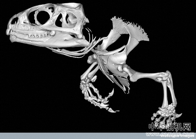 鬃狮蜥蜴骨骼标本图片